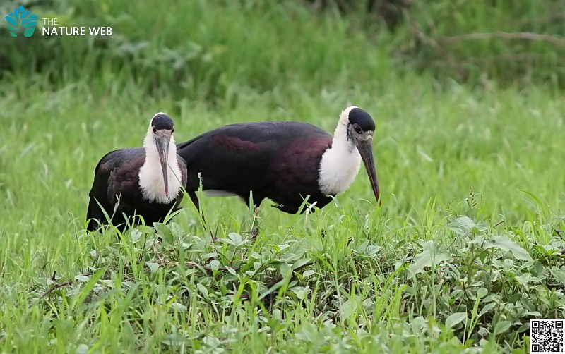 Woolly-necked Stork